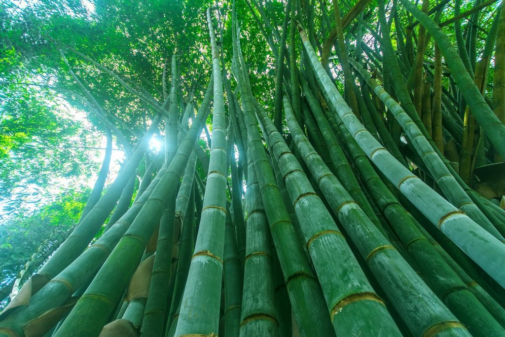 Jardín Botánico Real de Peradeniya.